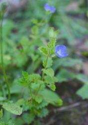 Veronica calycina. Sprig.
 Image: P.J. Garnock-Jones © Te Papa CC-BY-NC 3.0 NZ